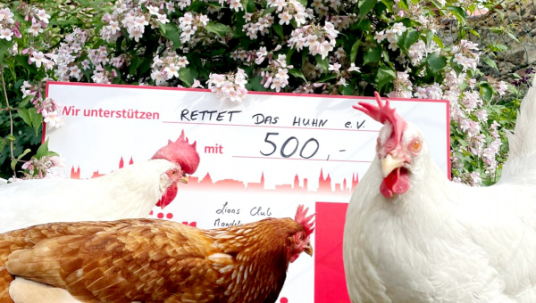 Unterstützung für Rettet das Huhn e.V.