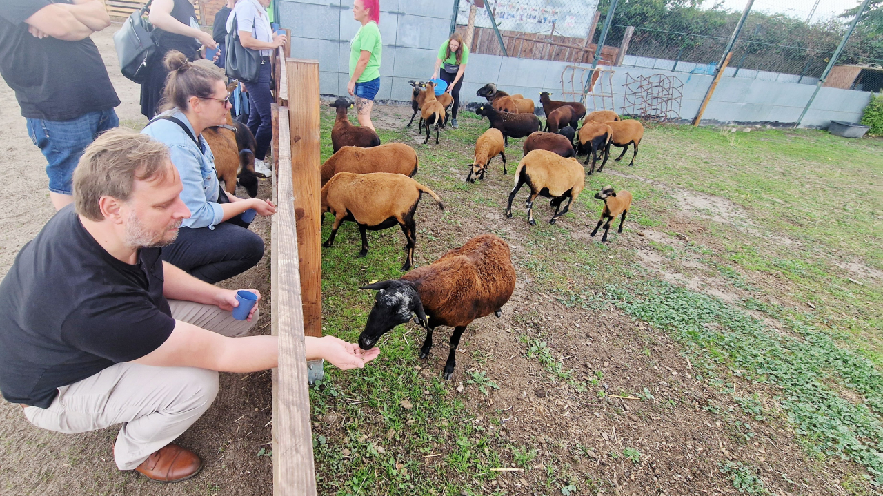 Hoffest beim Gnadenhof Katzeninsel